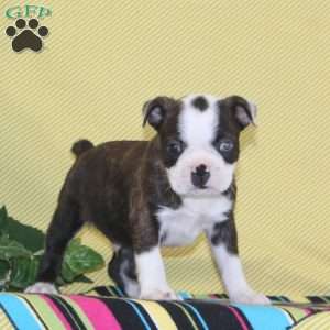 Austin, Boston Terrier Puppy